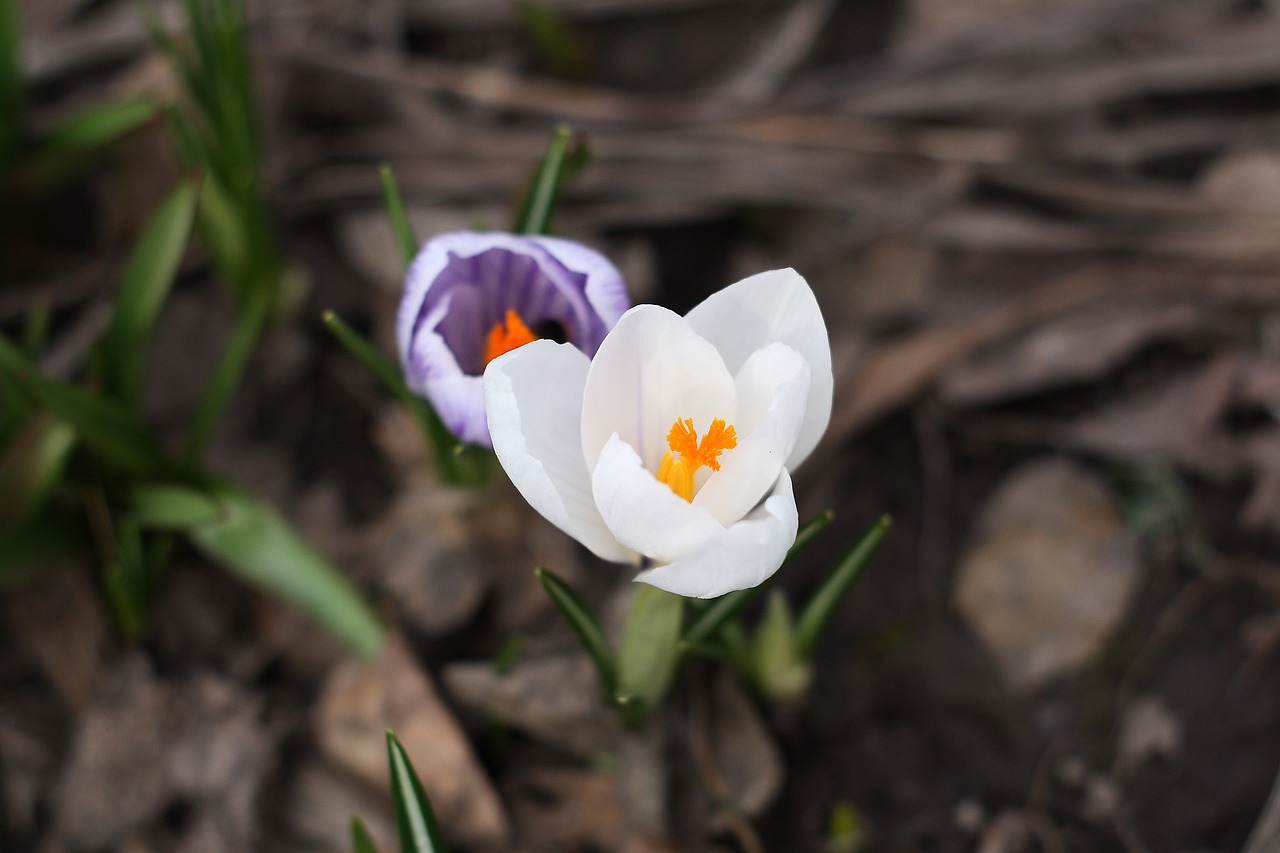 flowers