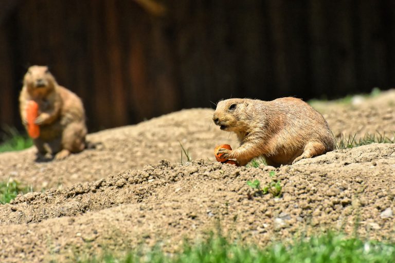 ulei de somon pentru caini