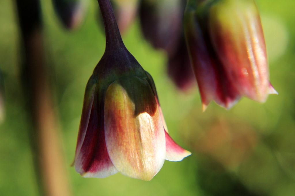 reteta de slabit cu ghimbir lamaie miere si scortisoara