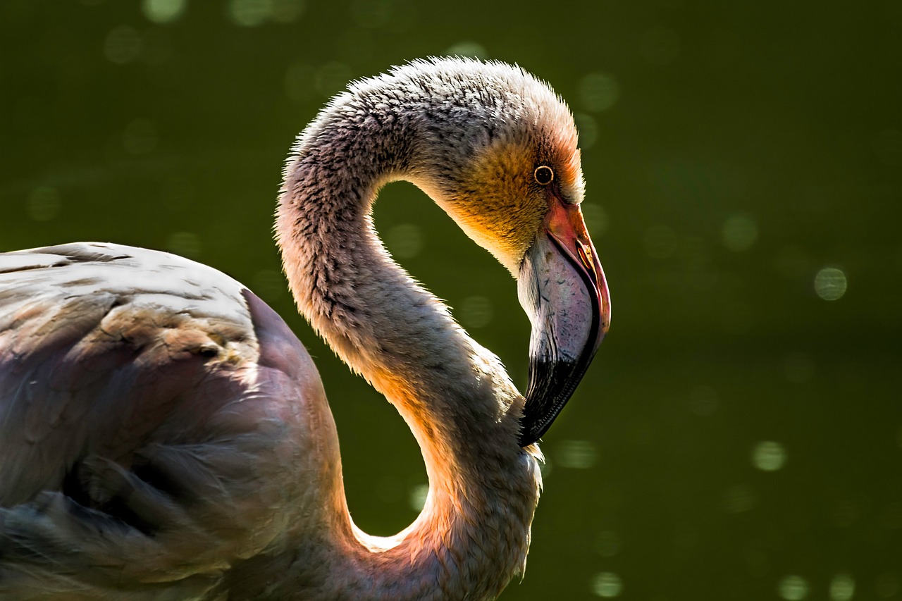 De ce apar pasari flamingo in Romania