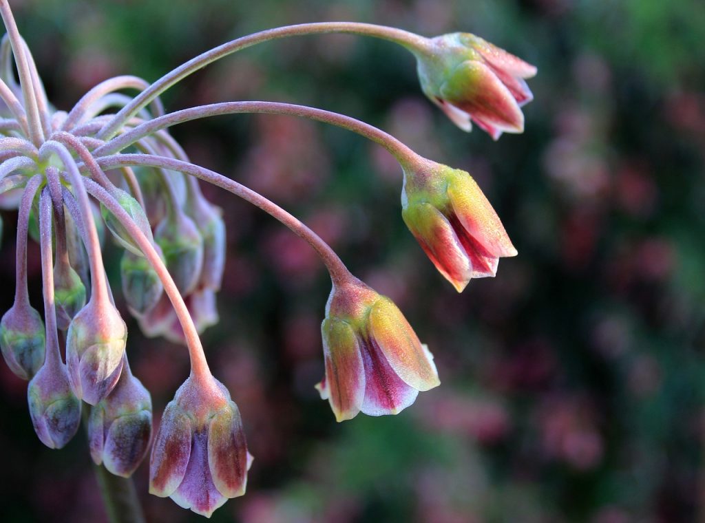 ce boli vindeca mierea