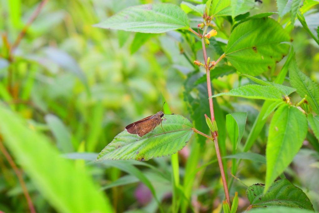 floarea flamingo ingrijire