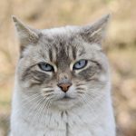 Cat de important este calciul pentru pisici?