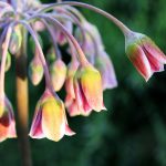 Miere poliflora beneficii