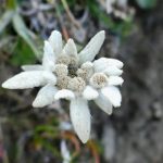 Ziua Florii de Colt