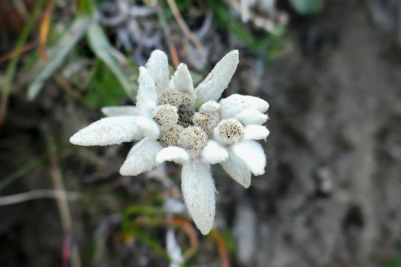 ziua florii de colt
