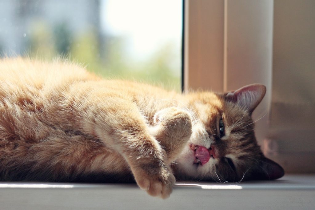 ziua mondiala a somnului