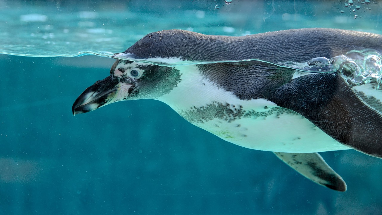 ziua mondiala a pinguinilor