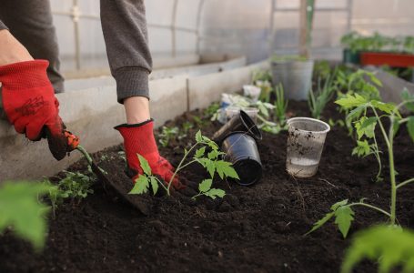 Ziua internationala a florilor