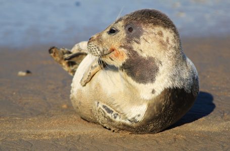 Ziua internationala a animalelor