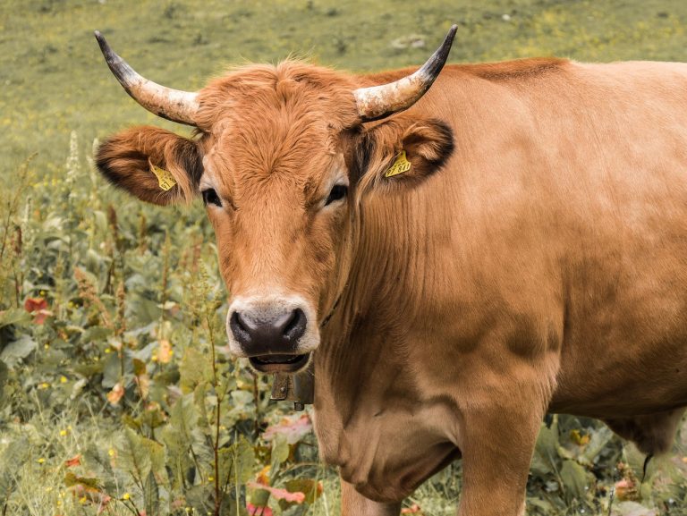 sos pentru carne de vita fiarta
