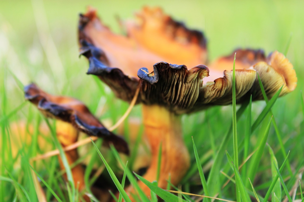 tocanita de pui cu ciuperci si sos de rosii