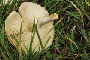 ciulama de ciuperci cu sos alb