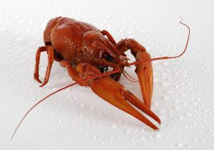 macaroane cu sos de rosii