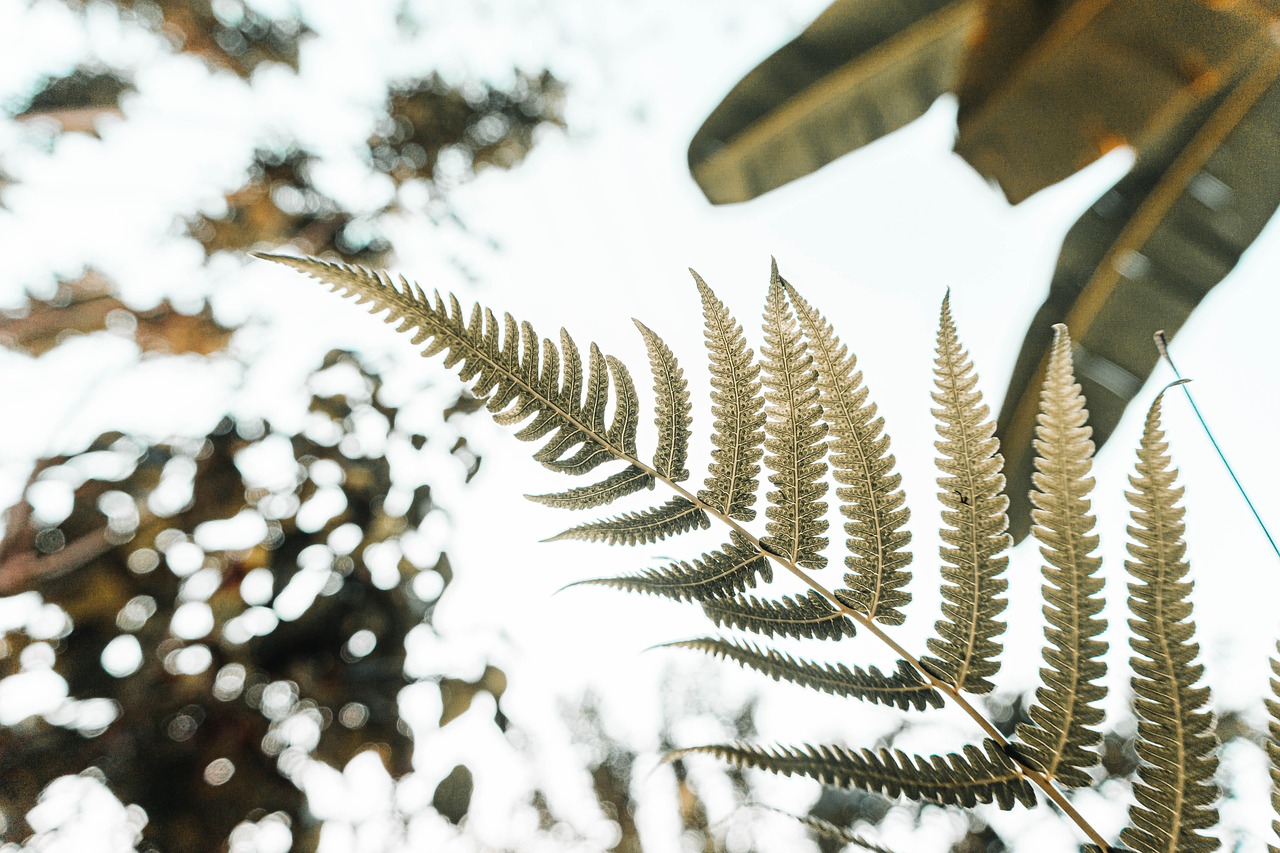 idei de afaceri teren 1000 mp