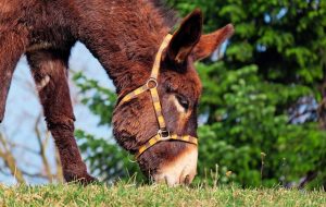 idei de afaceri la tara cu animale