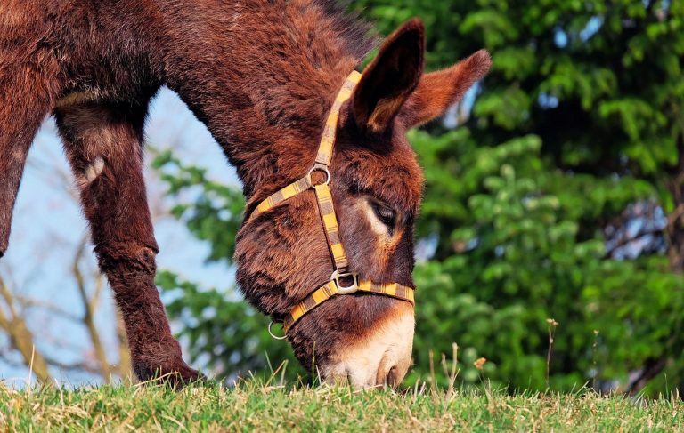 idei de afaceri la tara cu animale